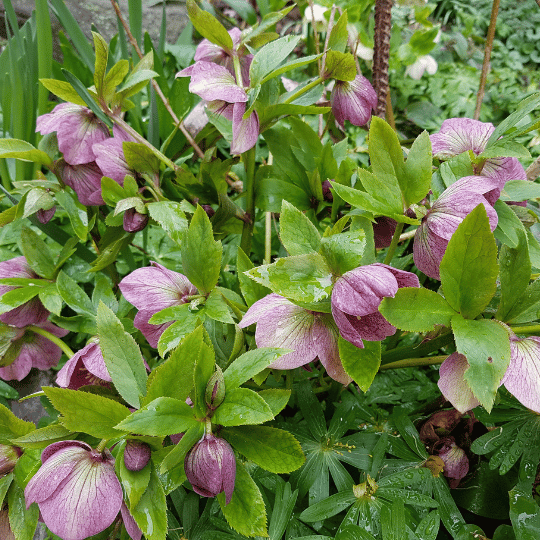 mauve-colored lenten roses on a bush