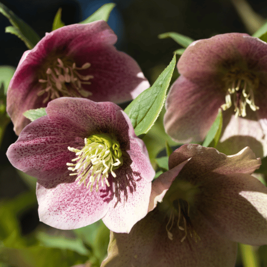 Mauve-colored Lenten roses