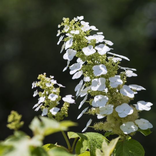 Oak Leaf Hydrangea