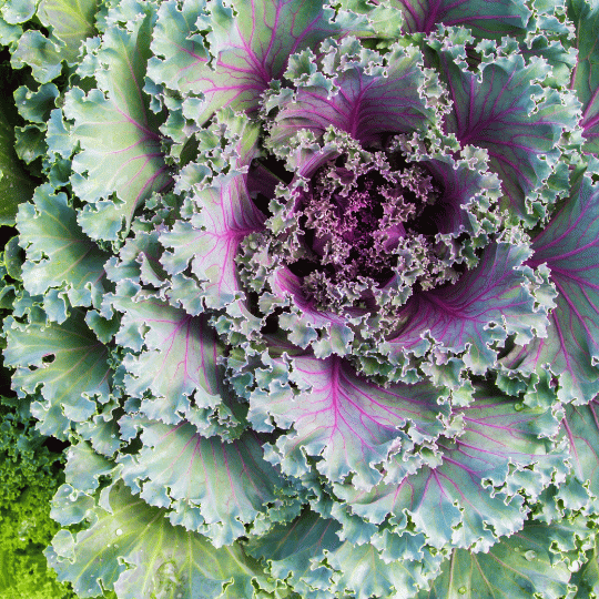 Ornamental kale