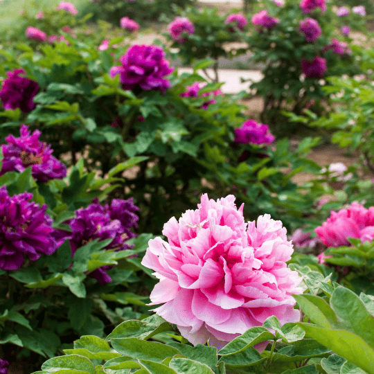 pink and purple peony flowers