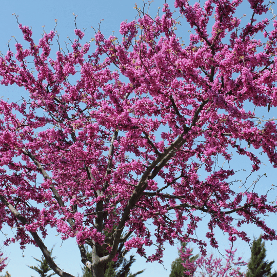 large redbud tree full of bright pink redbuds