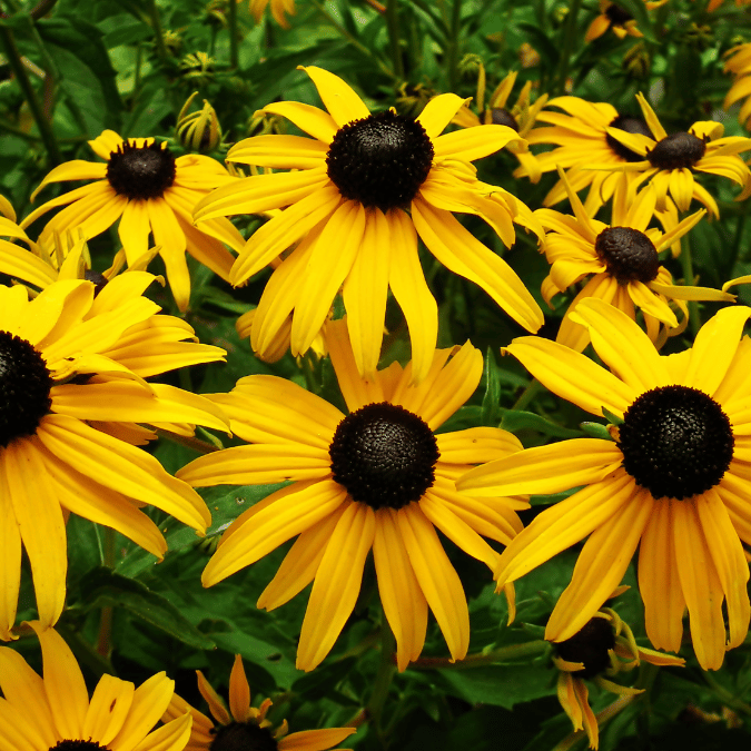rudbeckia