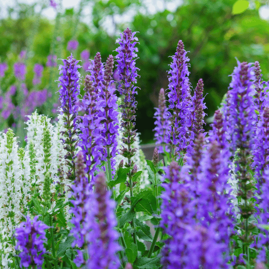 deep purple salvia flowers
