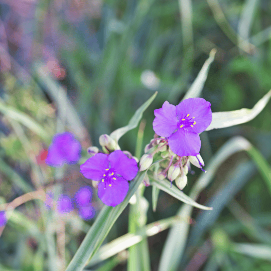 Spiderwort