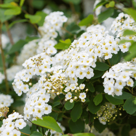 cluster of white spirea flowers