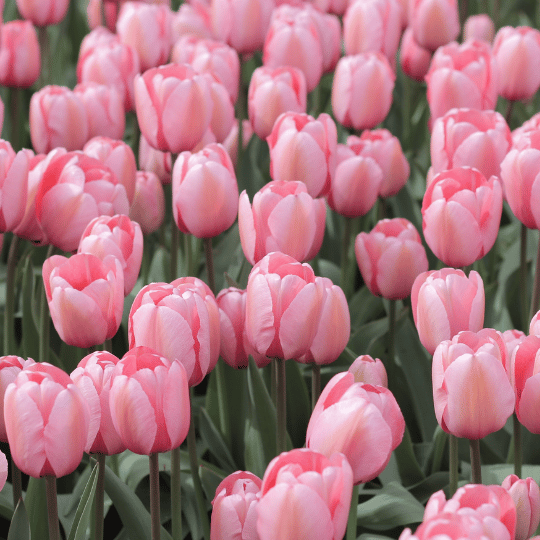 bed of pink tulips