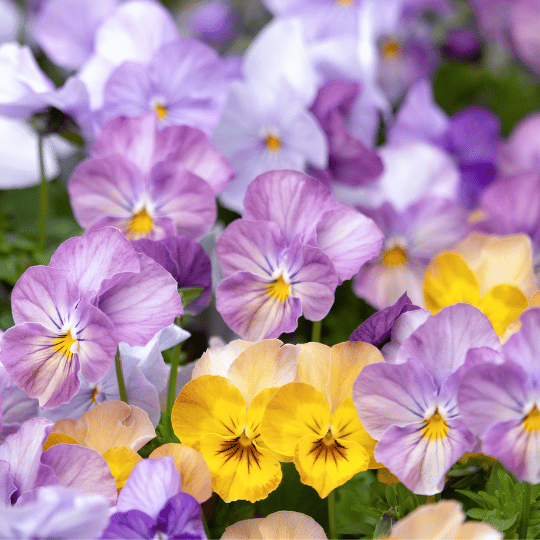 lots of small viola flowers