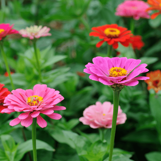colorful zinnia flowers
