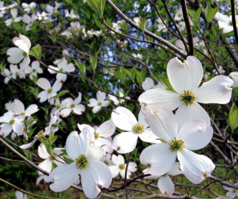 May