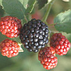 Blackberries