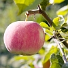 Apple Tree Fruit | Fruits & Nuts | Yard & Garden | Arkansas Extension