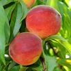 Nectarine Fruit Tree | Fruits & Nuts | Yard & Garden | Arkansas Extension