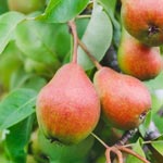 Unriped redish green pears on the tree