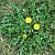 Weed Control - Dandelion | Fruits & Nuts | Yard & Garden | Arkansas Extension