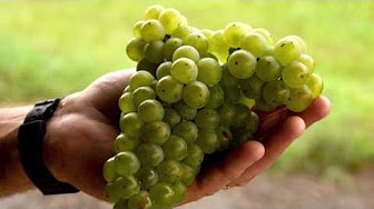Grape Breeding YouTube videos | TheAAES - Arkansas Agricultural Experiment Station channel | University of Arkansas System's Division of Agriculture Enchantment grapes