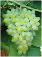 Grapes | Fruits & Nuts |Arkansas