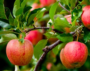 Red Apple Cultivars: Growing Apple Trees With Red Fruit