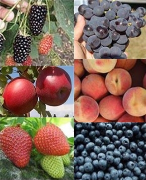 Arkansas Fruits & Nuts | Berries, Fruit Trees, Grapes, Pecans Arkansas Fruits & Nuts | Berries, Fruit Trees, Grapes, Pecans