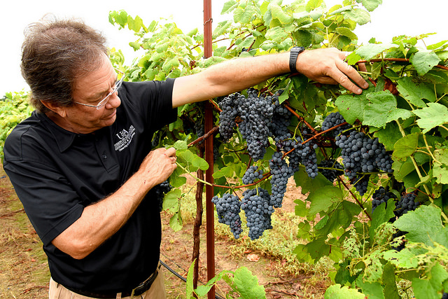 Enchantment wine grape | University of Arkansas System | Division of Agriculture Fruit breeder Dr. John R. Clark shows Enchantment, a red wine grape developed by the University of Arkansas System Division of Agriculture.(photo by Fred Miller)