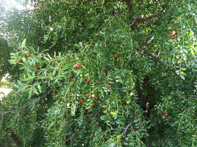 jujube tree with fruit