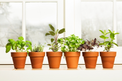 Herbs can be grown indoors with strong light.