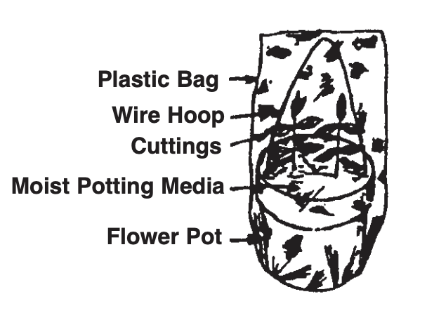 An easily constructed rooting bag to propagate different house plants