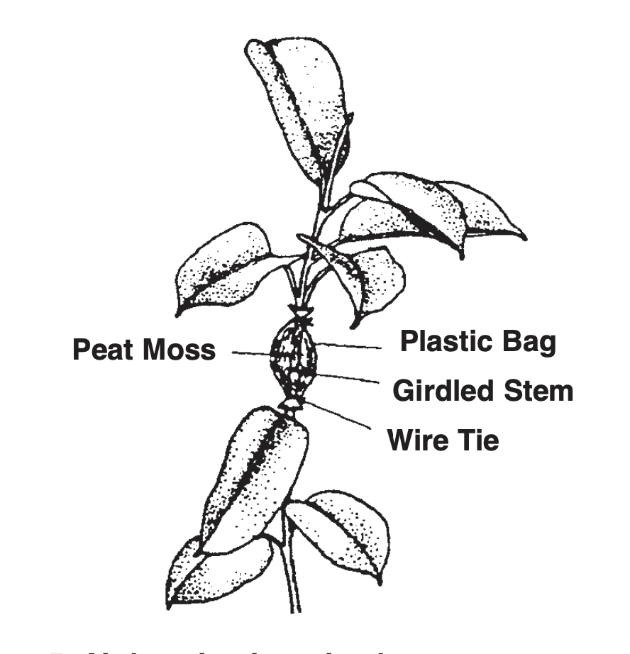 Diagram of air layering.