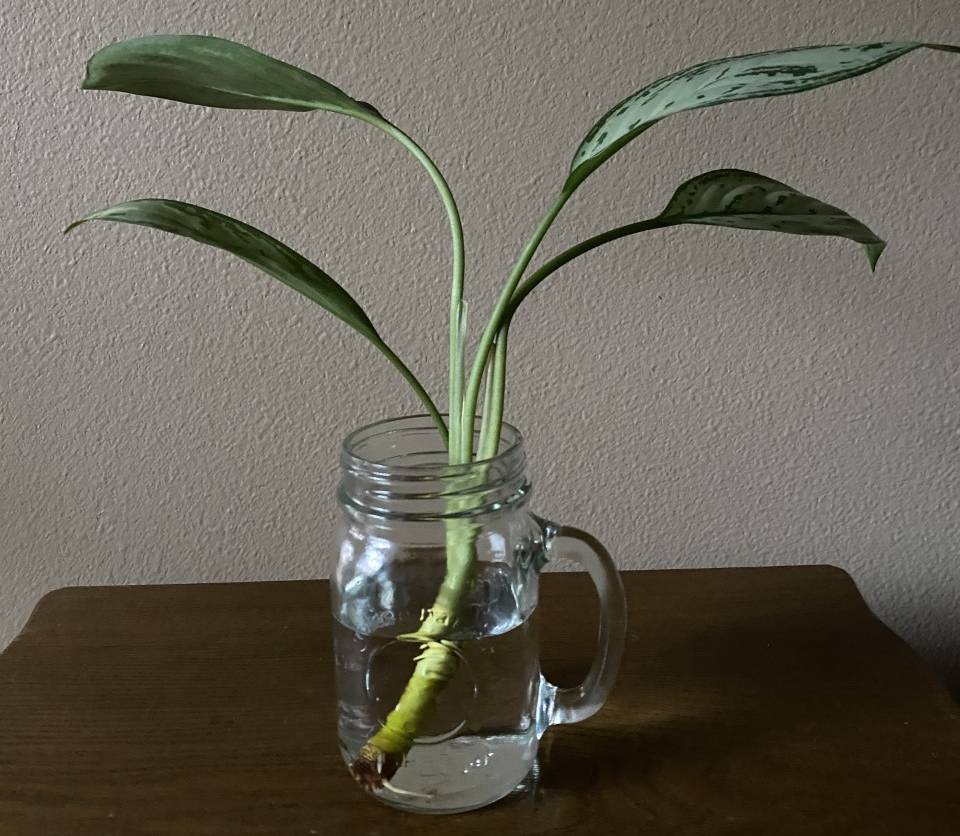 Cane cutting of a Chinese Evergreen