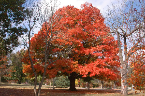 Large orange leafed tree in a yard