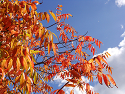 Chinese Pistache tree in fall
