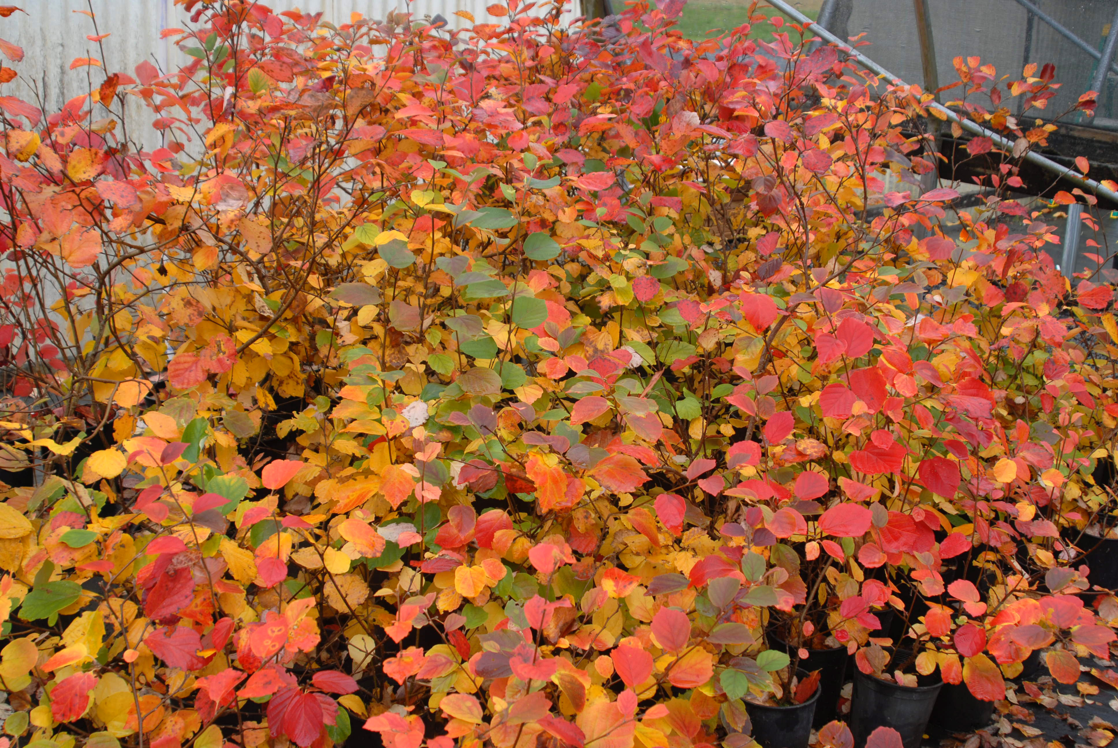 ornamental evergreen shrubs