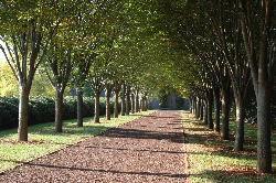 Tree Lined Driveway