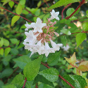 white flowers on abelia