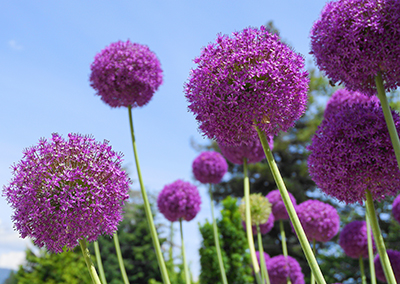 Allium Giganteum (Flowering Onion) Allium Giganteum
