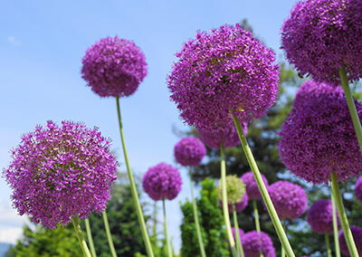 Allium Giganteum