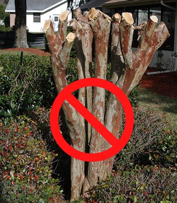 Bad Example of Crape Myrtle Pruning. A crape myrtle that has been topped. Topping is a devastating practice that removes the majority of branches and leaves stubs.