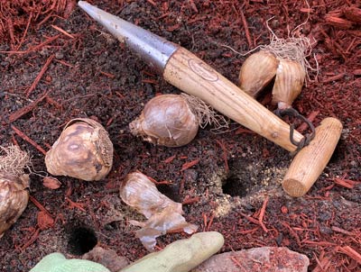 Bulbs ready to be placed in holes