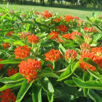 butterfly weed with orange flowers
