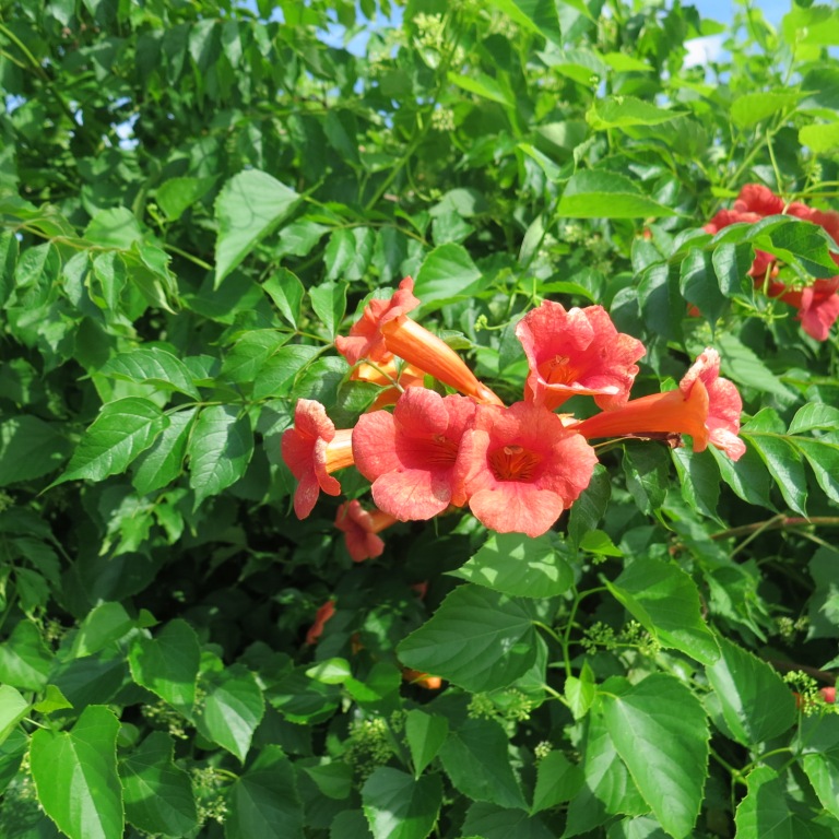 a vine with green leaves and orange flowers