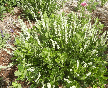 white blooms on a summer blooming clethra