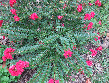 crape myrtle with pink blooms