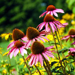 pink echinacea flowers