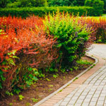 fall shrubs