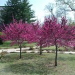 flowering glossy leafed Texas redbud vibrant purple pink flower buds