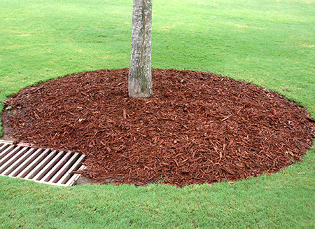 Proper Tree Mulching