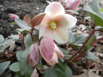 Flower with white petals with dark pink tinge that has a yellowish colored center.