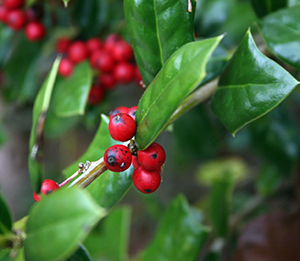 Holly Berries