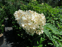 panicle hydrangea 