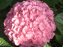 pink mophead bloom on a big leaf hydrangea